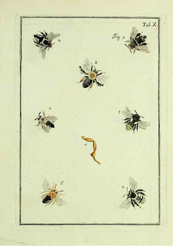 Reproducción/Reproduction 37586825532: Naturgeschichte, Klassification und Nomenclatur der Insekten vom Bienen, Wespen und Ameisengeschlecht :. Frankfurt am Main :in der Hermannischen Buchhandlung,1791.. 