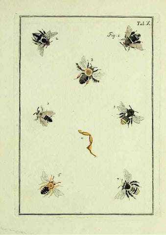 Reproducción/Reproduction 37586825532: Naturgeschichte, Klassification und Nomenclatur der Insekten vom Bienen, Wespen und Ameisengeschlecht :. Frankfurt am Main :in der Hermannischen Buchhandlung,1791.. 