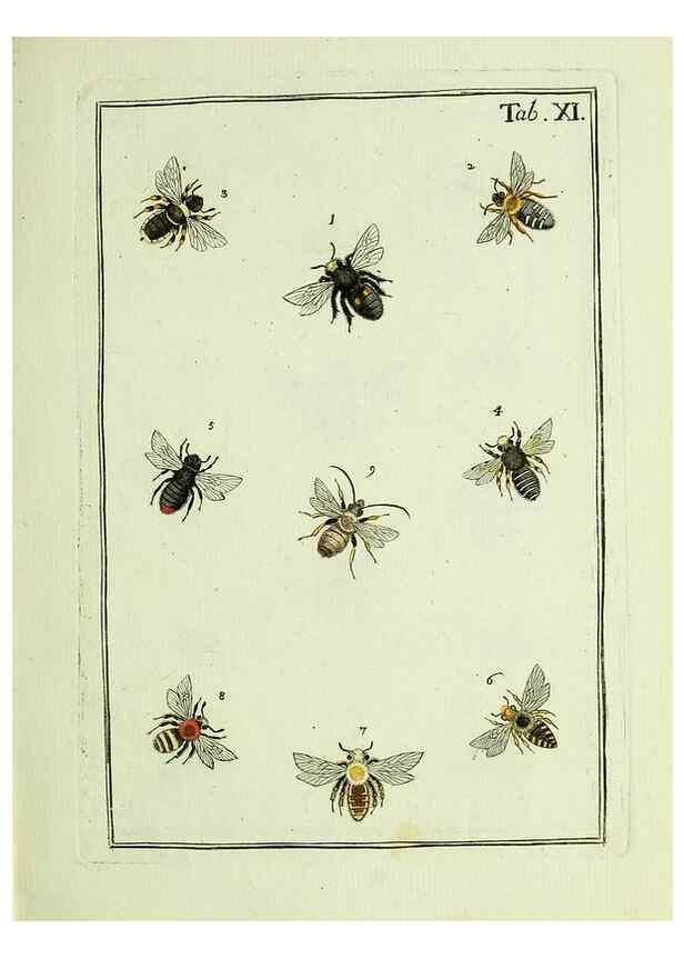 Reproducción/Reproduction 36948393313: Naturgeschichte, Klassification und Nomenclatur der Insekten vom Bienen, Wespen und Ameisengeschlecht :. Frankfurt am Main :in der Hermannischen Buchhandlung,1791.. 