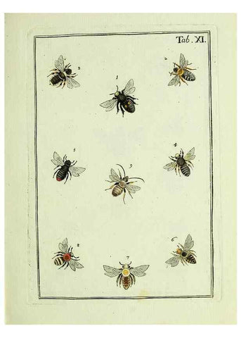 Reproducción/Reproduction 36948393313: Naturgeschichte, Klassification und Nomenclatur der Insekten vom Bienen, Wespen und Ameisengeschlecht :. Frankfurt am Main :in der Hermannischen Buchhandlung,1791.. 