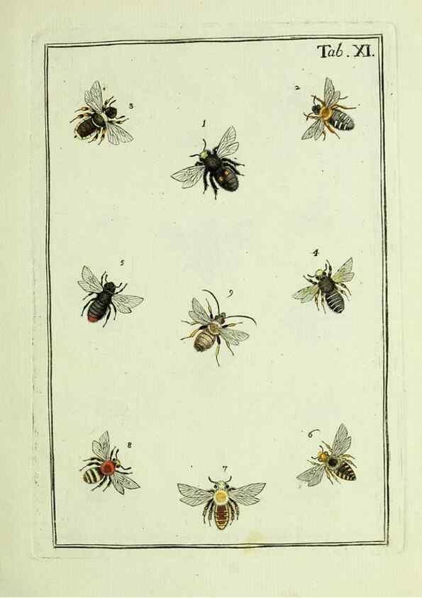 Reproducción/Reproduction 36948393313: Naturgeschichte, Klassification und Nomenclatur der Insekten vom Bienen, Wespen und Ameisengeschlecht :. Frankfurt am Main :in der Hermannischen Buchhandlung,1791.. 