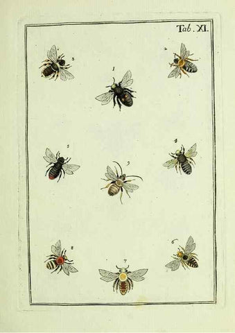 Reproducción/Reproduction 36948393313: Naturgeschichte, Klassification und Nomenclatur der Insekten vom Bienen, Wespen und Ameisengeschlecht :. Frankfurt am Main :in der Hermannischen Buchhandlung,1791.. 