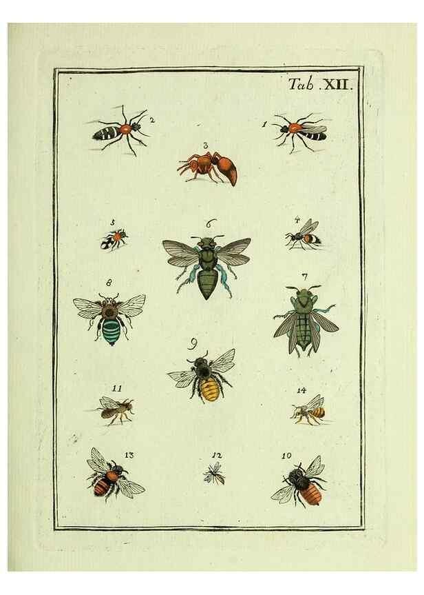 Reproducción/Reproduction 36948394513: Naturgeschichte, Klassification und Nomenclatur der Insekten vom Bienen, Wespen und Ameisengeschlecht :. Frankfurt am Main :in der Hermannischen Buchhandlung,1791.. 