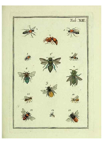 Reproducción/Reproduction 36948394513: Naturgeschichte, Klassification und Nomenclatur der Insekten vom Bienen, Wespen und Ameisengeschlecht :. Frankfurt am Main :in der Hermannischen Buchhandlung,1791.. 