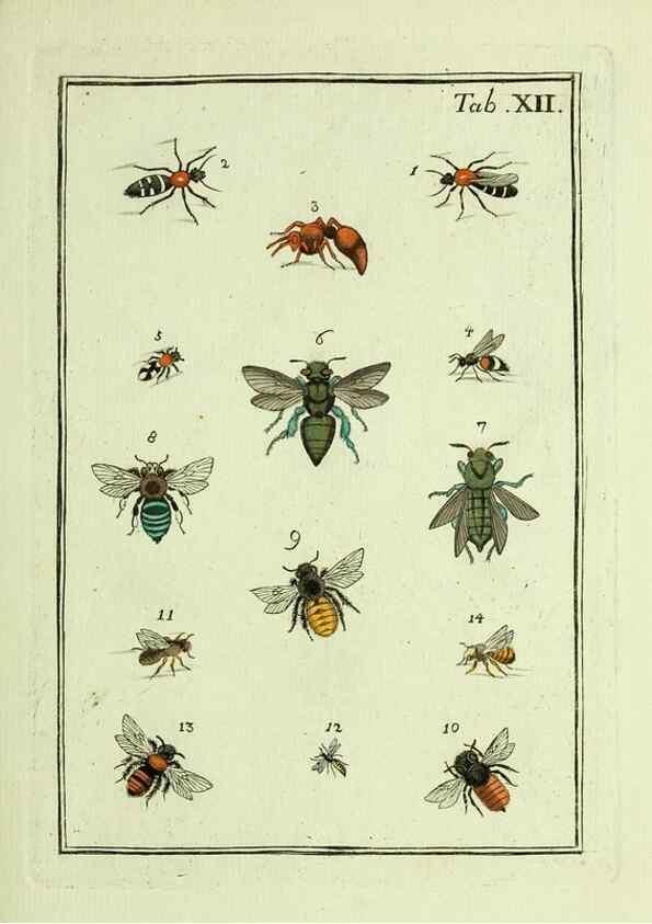 Reproducción/Reproduction 36948394513: Naturgeschichte, Klassification und Nomenclatur der Insekten vom Bienen, Wespen und Ameisengeschlecht :. Frankfurt am Main :in der Hermannischen Buchhandlung,1791.. 