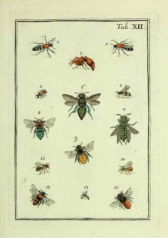 Reproducción/Reproduction 36948394513: Naturgeschichte, Klassification und Nomenclatur der Insekten vom Bienen, Wespen und Ameisengeschlecht :. Frankfurt am Main :in der Hermannischen Buchhandlung,1791.. 