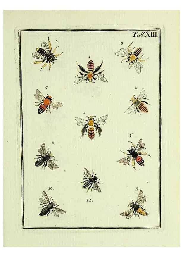 Reproducción/Reproduction 36948396153: Naturgeschichte, Klassification und Nomenclatur der Insekten vom Bienen, Wespen und Ameisengeschlecht :. Frankfurt am Main :in der Hermannischen Buchhandlung,1791.. 