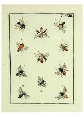 Reproducción/Reproduction 36948396153: Naturgeschichte, Klassification und Nomenclatur der Insekten vom Bienen, Wespen und Ameisengeschlecht :. Frankfurt am Main :in der Hermannischen Buchhandlung,1791.. 