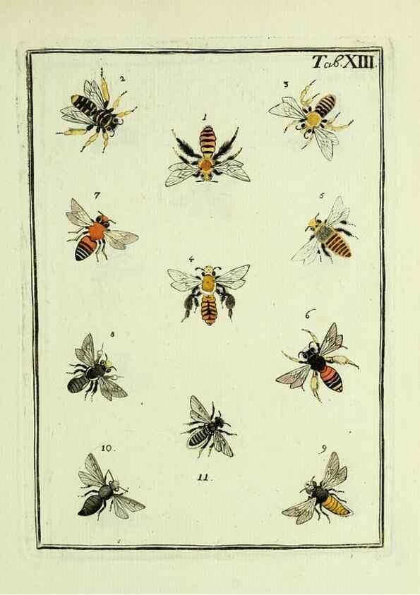 Reproducción/Reproduction 36948396153: Naturgeschichte, Klassification und Nomenclatur der Insekten vom Bienen, Wespen und Ameisengeschlecht :. Frankfurt am Main :in der Hermannischen Buchhandlung,1791.. 