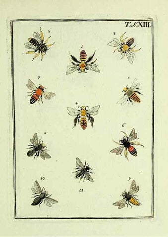 Reproducción/Reproduction 36948396153: Naturgeschichte, Klassification und Nomenclatur der Insekten vom Bienen, Wespen und Ameisengeschlecht :. Frankfurt am Main :in der Hermannischen Buchhandlung,1791.. 