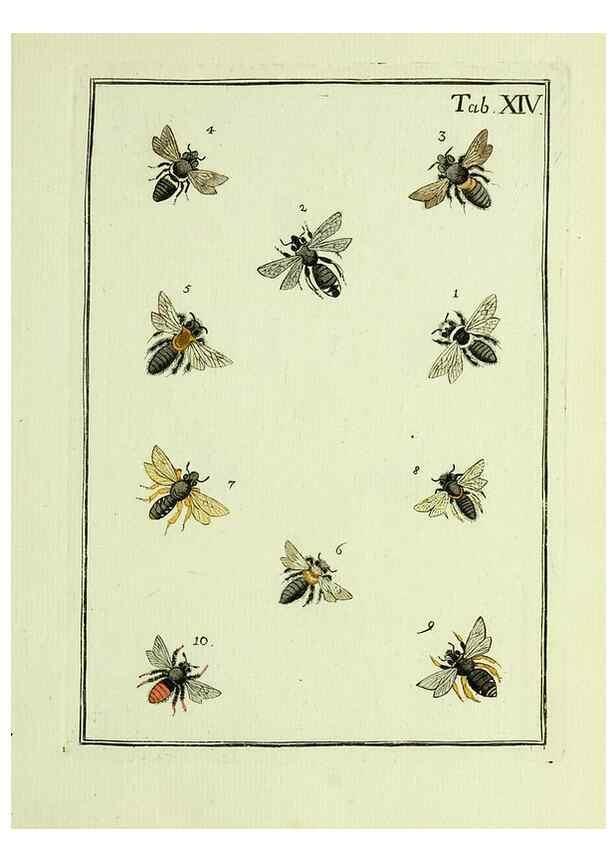 Reproducción/Reproduction 36948397723: Naturgeschichte, Klassification und Nomenclatur der Insekten vom Bienen, Wespen und Ameisengeschlecht :. Frankfurt am Main :in der Hermannischen Buchhandlung,1791.. 