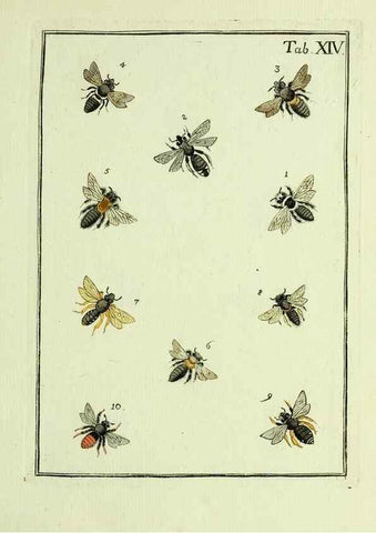 Reproducción/Reproduction 36948397723: Naturgeschichte, Klassification und Nomenclatur der Insekten vom Bienen, Wespen und Ameisengeschlecht :. Frankfurt am Main :in der Hermannischen Buchhandlung,1791.. 