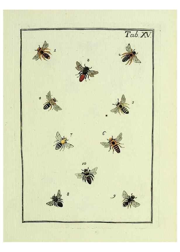 Reproducción/Reproduction 36948399743: Naturgeschichte, Klassification und Nomenclatur der Insekten vom Bienen, Wespen und Ameisengeschlecht :. Frankfurt am Main :in der Hermannischen Buchhandlung,1791.. 