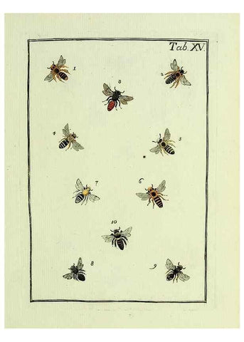Reproducción/Reproduction 36948399743: Naturgeschichte, Klassification und Nomenclatur der Insekten vom Bienen, Wespen und Ameisengeschlecht :. Frankfurt am Main :in der Hermannischen Buchhandlung,1791.. 