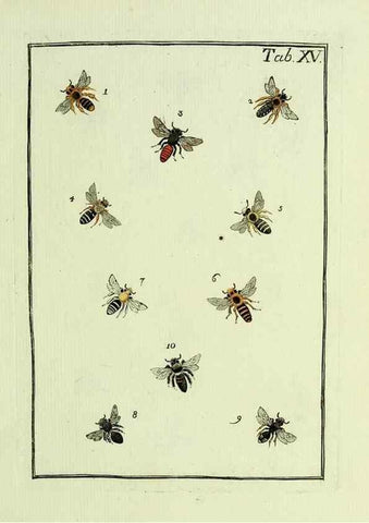 Reproducción/Reproduction 36948399743: Naturgeschichte, Klassification und Nomenclatur der Insekten vom Bienen, Wespen und Ameisengeschlecht :. Frankfurt am Main :in der Hermannischen Buchhandlung,1791.. 