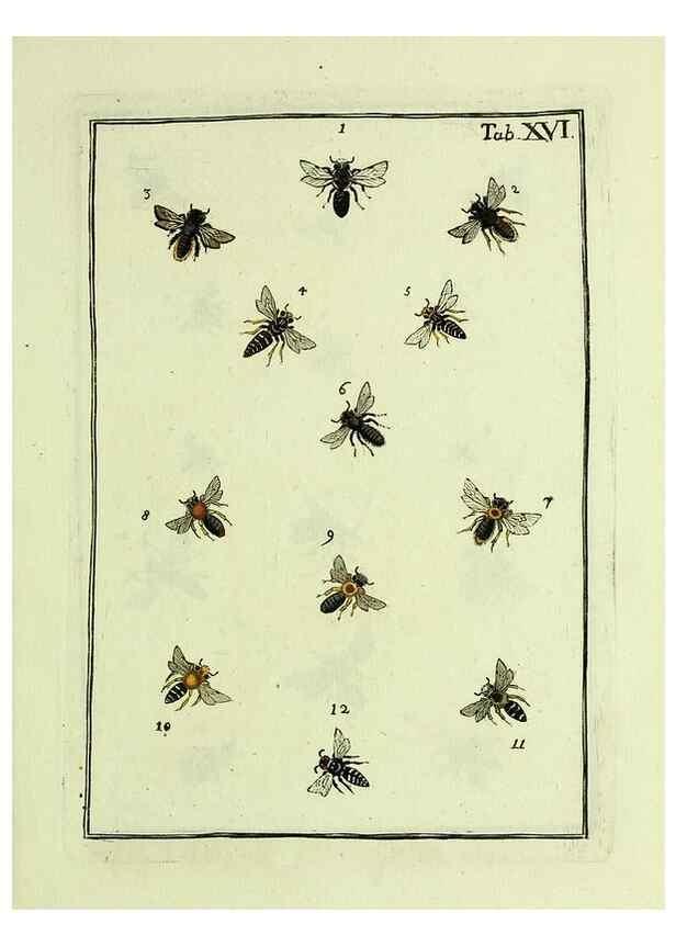 Reproducción/Reproduction 36948401273: Naturgeschichte, Klassification und Nomenclatur der Insekten vom Bienen, Wespen und Ameisengeschlecht :. Frankfurt am Main :in der Hermannischen Buchhandlung,1791.. 