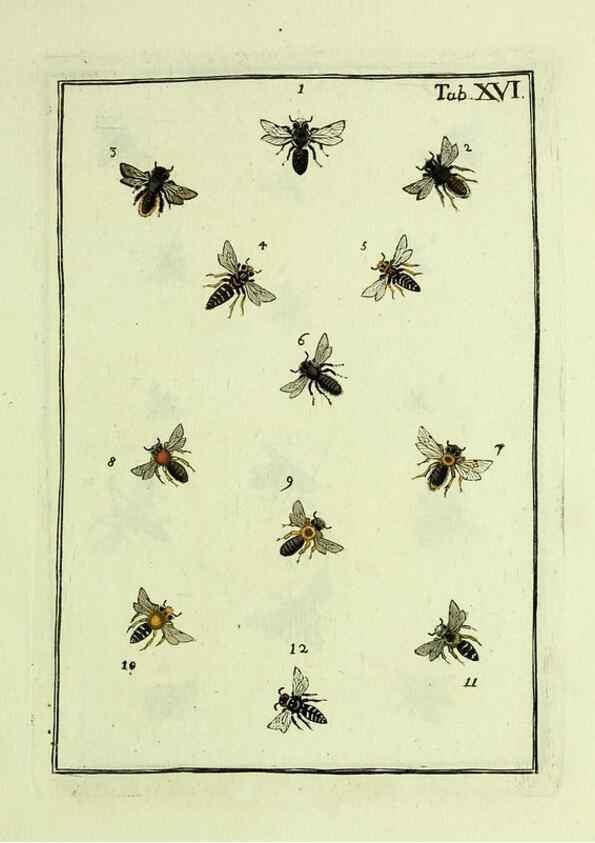 Reproducción/Reproduction 36948401273: Naturgeschichte, Klassification und Nomenclatur der Insekten vom Bienen, Wespen und Ameisengeschlecht :. Frankfurt am Main :in der Hermannischen Buchhandlung,1791.. 