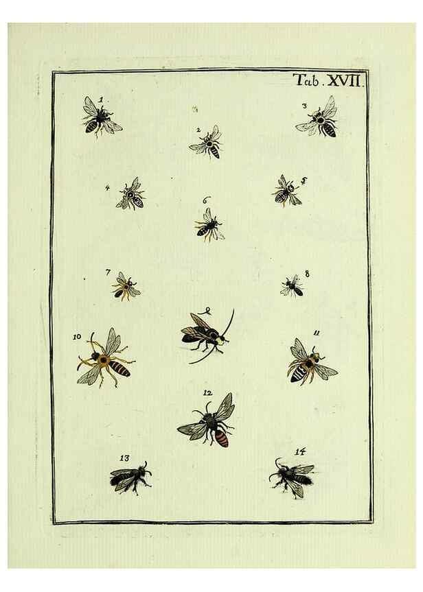Reproducción/Reproduction 36948403183: Naturgeschichte, Klassification und Nomenclatur der Insekten vom Bienen, Wespen und Ameisengeschlecht :. Frankfurt am Main :in der Hermannischen Buchhandlung,1791.. 