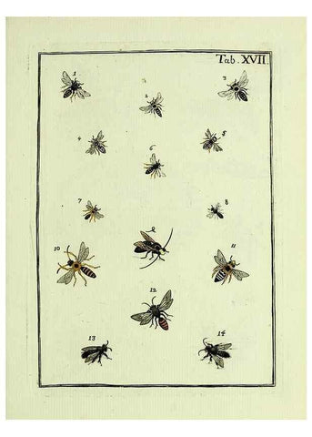Reproducción/Reproduction 36948403183: Naturgeschichte, Klassification und Nomenclatur der Insekten vom Bienen, Wespen und Ameisengeschlecht :. Frankfurt am Main :in der Hermannischen Buchhandlung,1791.. 