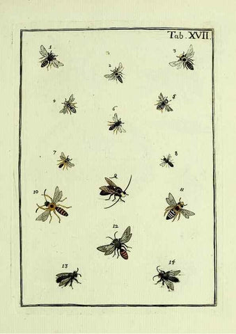 Reproducción/Reproduction 36948403183: Naturgeschichte, Klassification und Nomenclatur der Insekten vom Bienen, Wespen und Ameisengeschlecht :. Frankfurt am Main :in der Hermannischen Buchhandlung,1791.. 
