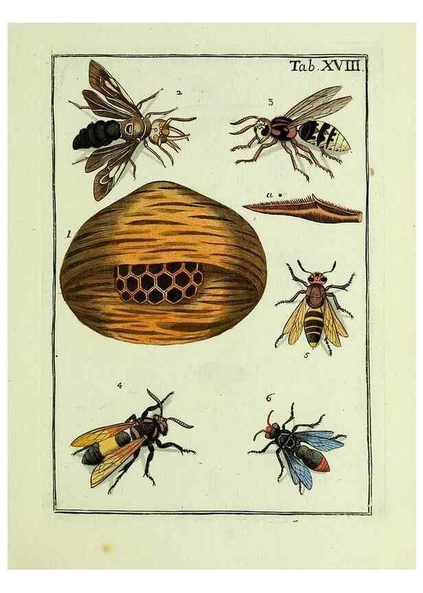 Reproducción/Reproduction 36948405393: Naturgeschichte, Klassification und Nomenclatur der Insekten vom Bienen, Wespen und Ameisengeschlecht :. Frankfurt am Main :in der Hermannischen Buchhandlung,1791.. 