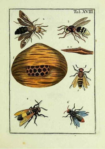 Reproducción/Reproduction 36948405393: Naturgeschichte, Klassification und Nomenclatur der Insekten vom Bienen, Wespen und Ameisengeschlecht :. Frankfurt am Main :in der Hermannischen Buchhandlung,1791.. 