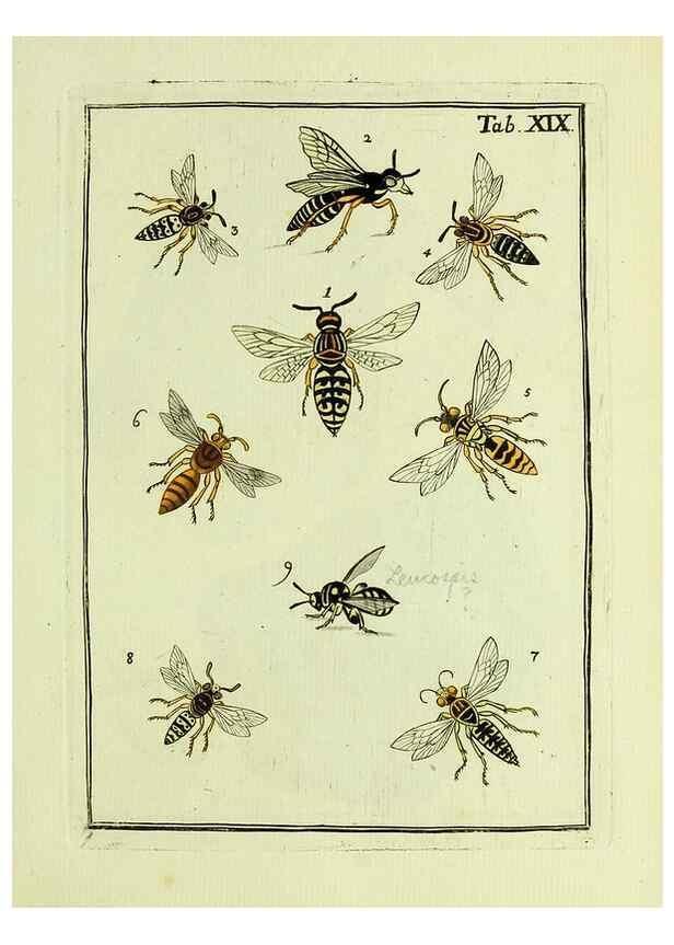 Reproducción/Reproduction 37360502810: Naturgeschichte, Klassification und Nomenclatur der Insekten vom Bienen, Wespen und Ameisengeschlecht :. Frankfurt am Main :in der Hermannischen Buchhandlung,1791.. 