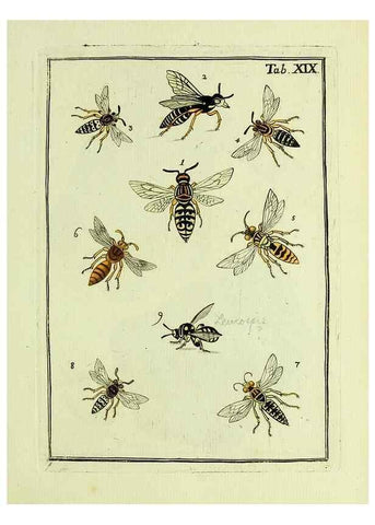 Reproducción/Reproduction 37360502810: Naturgeschichte, Klassification und Nomenclatur der Insekten vom Bienen, Wespen und Ameisengeschlecht :. Frankfurt am Main :in der Hermannischen Buchhandlung,1791.. 