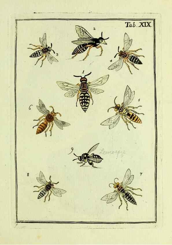 Reproducción/Reproduction 37360502810: Naturgeschichte, Klassification und Nomenclatur der Insekten vom Bienen, Wespen und Ameisengeschlecht :. Frankfurt am Main :in der Hermannischen Buchhandlung,1791.. 