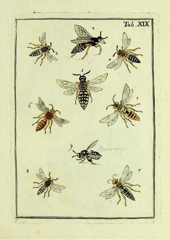 Reproducción/Reproduction 37360502810: Naturgeschichte, Klassification und Nomenclatur der Insekten vom Bienen, Wespen und Ameisengeschlecht :. Frankfurt am Main :in der Hermannischen Buchhandlung,1791.. 