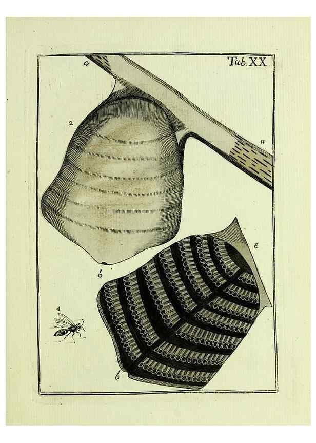 Reproducción/Reproduction 37360505660: Naturgeschichte, Klassification und Nomenclatur der Insekten vom Bienen, Wespen und Ameisengeschlecht :. Frankfurt am Main :in der Hermannischen Buchhandlung,1791.. 
