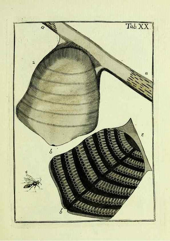 Reproducción/Reproduction 37360505660: Naturgeschichte, Klassification und Nomenclatur der Insekten vom Bienen, Wespen und Ameisengeschlecht :. Frankfurt am Main :in der Hermannischen Buchhandlung,1791.. 