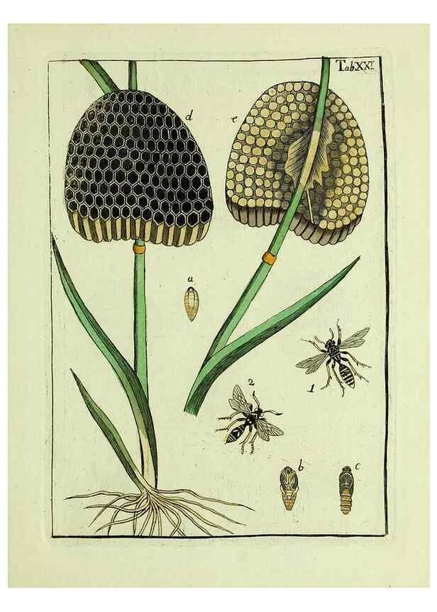 Reproducción/Reproduction 37570397096: Naturgeschichte, Klassification und Nomenclatur der Insekten vom Bienen, Wespen und Ameisengeschlecht :. Frankfurt am Main :in der Hermannischen Buchhandlung,1791.. 
