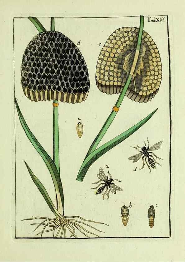 Reproducción/Reproduction 37570397096: Naturgeschichte, Klassification und Nomenclatur der Insekten vom Bienen, Wespen und Ameisengeschlecht :. Frankfurt am Main :in der Hermannischen Buchhandlung,1791.. 