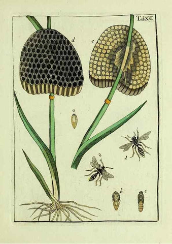 Reproducción/Reproduction 37570397096: Naturgeschichte, Klassification und Nomenclatur der Insekten vom Bienen, Wespen und Ameisengeschlecht :. Frankfurt am Main :in der Hermannischen Buchhandlung,1791.. 