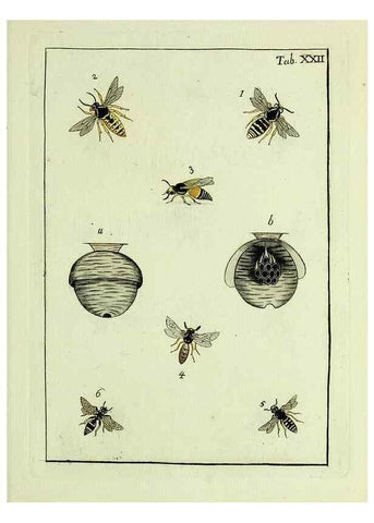 Reproducción/Reproduction 37570399706: Naturgeschichte, Klassification und Nomenclatur der Insekten vom Bienen, Wespen und Ameisengeschlecht :. Frankfurt am Main :in der Hermannischen Buchhandlung,1791.. 