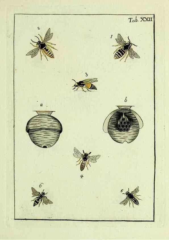 Reproducción/Reproduction 37570399706: Naturgeschichte, Klassification und Nomenclatur der Insekten vom Bienen, Wespen und Ameisengeschlecht :. Frankfurt am Main :in der Hermannischen Buchhandlung,1791.. 