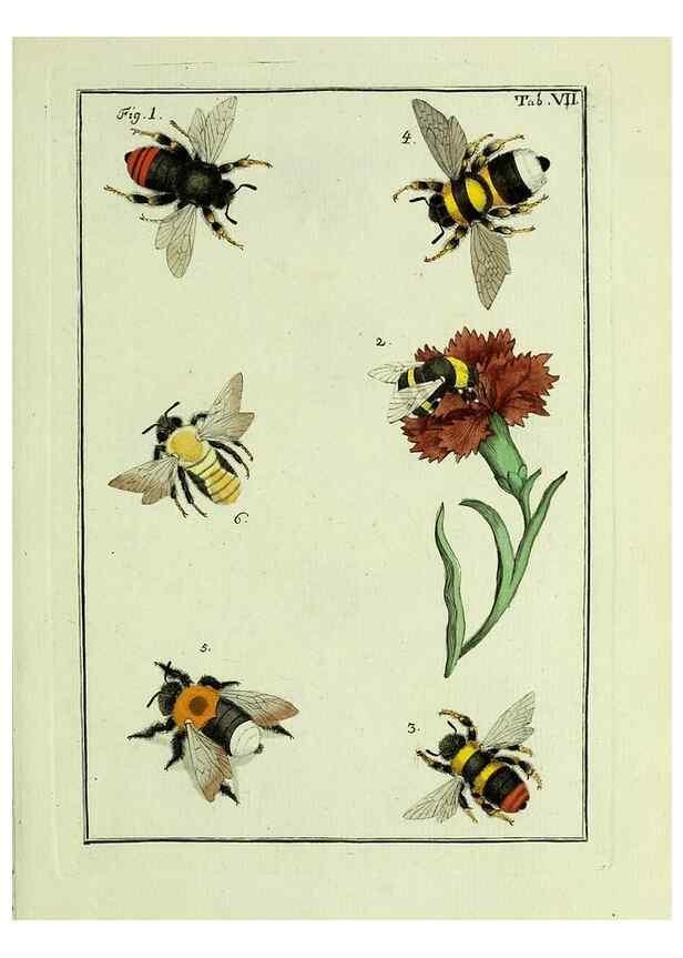 Reproducción/Reproduction 37570382666: Naturgeschichte, Klassification und Nomenclatur der Insekten vom Bienen, Wespen und Ameisengeschlecht :. Frankfurt am Main :in der Hermannischen Buchhandlung,1791.. 