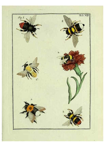 Reproducción/Reproduction 37570382666: Naturgeschichte, Klassification und Nomenclatur der Insekten vom Bienen, Wespen und Ameisengeschlecht :. Frankfurt am Main :in der Hermannischen Buchhandlung,1791.. 
