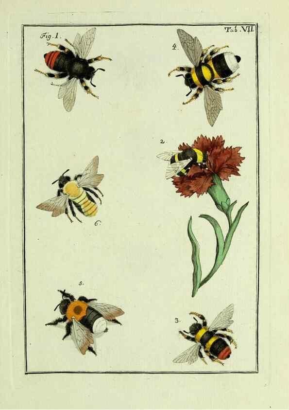 Reproducción/Reproduction 37570382666: Naturgeschichte, Klassification und Nomenclatur der Insekten vom Bienen, Wespen und Ameisengeschlecht :. Frankfurt am Main :in der Hermannischen Buchhandlung,1791.. 