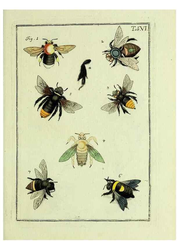 Reproducción/Reproduction 37570381306: Naturgeschichte, Klassification und Nomenclatur der Insekten vom Bienen, Wespen und Ameisengeschlecht :. Frankfurt am Main :in der Hermannischen Buchhandlung,1791.. 