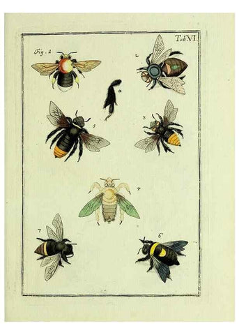 Reproducción/Reproduction 37570381306: Naturgeschichte, Klassification und Nomenclatur der Insekten vom Bienen, Wespen und Ameisengeschlecht :. Frankfurt am Main :in der Hermannischen Buchhandlung,1791.. 