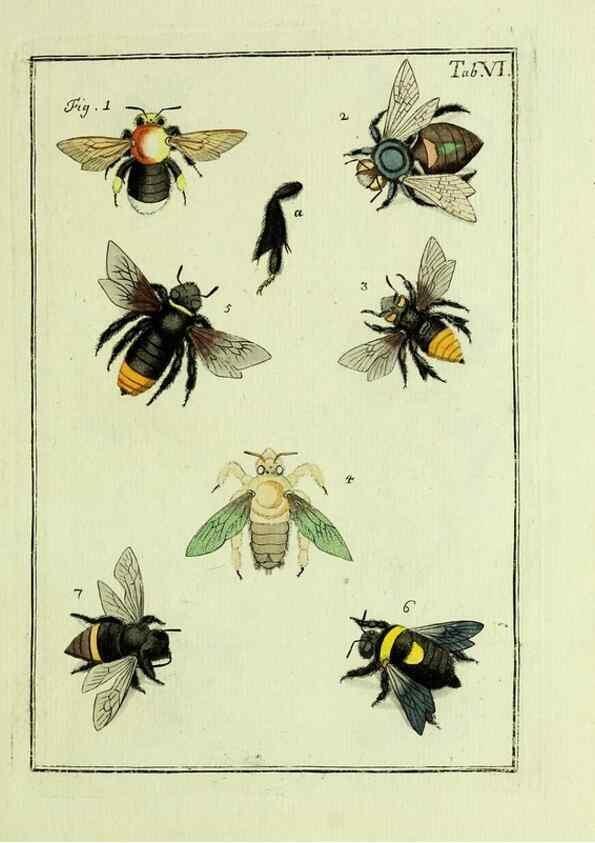 Reproducción/Reproduction 37570381306: Naturgeschichte, Klassification und Nomenclatur der Insekten vom Bienen, Wespen und Ameisengeschlecht :. Frankfurt am Main :in der Hermannischen Buchhandlung,1791.. 