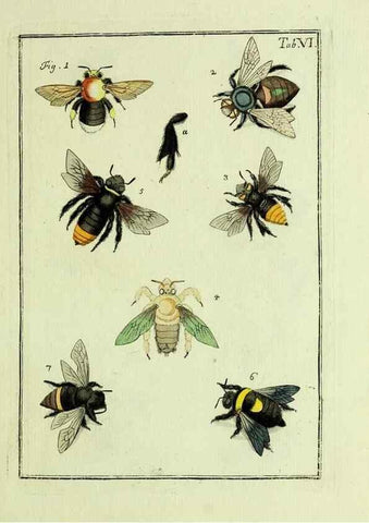 Reproducción/Reproduction 37570381306: Naturgeschichte, Klassification und Nomenclatur der Insekten vom Bienen, Wespen und Ameisengeschlecht :. Frankfurt am Main :in der Hermannischen Buchhandlung,1791.. 
