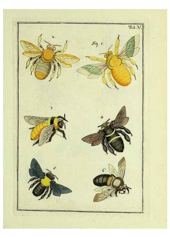 Reproducción/Reproduction 37570379926: Naturgeschichte, Klassification und Nomenclatur der Insekten vom Bienen, Wespen und Ameisengeschlecht :. Frankfurt am Main :in der Hermannischen Buchhandlung,1791.. 