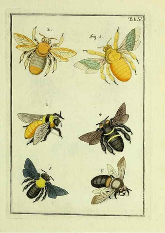 Reproducción/Reproduction 37570379926: Naturgeschichte, Klassification und Nomenclatur der Insekten vom Bienen, Wespen und Ameisengeschlecht :. Frankfurt am Main :in der Hermannischen Buchhandlung,1791.. 