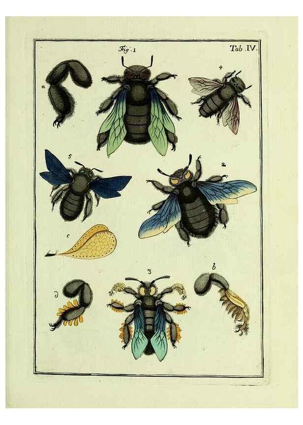 Reproducción/Reproduction 37570378576: Naturgeschichte, Klassification und Nomenclatur der Insekten vom Bienen, Wespen und Ameisengeschlecht :. Frankfurt am Main :in der Hermannischen Buchhandlung,1791.. 