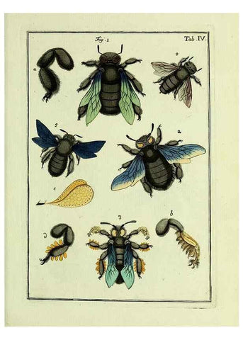 Reproducción/Reproduction 37570378576: Naturgeschichte, Klassification und Nomenclatur der Insekten vom Bienen, Wespen und Ameisengeschlecht :. Frankfurt am Main :in der Hermannischen Buchhandlung,1791.. 