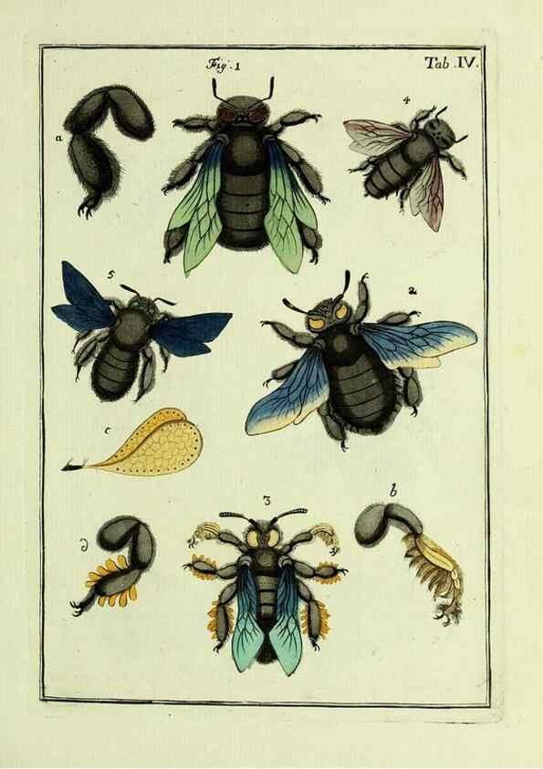 Reproducción/Reproduction 37570378576: Naturgeschichte, Klassification und Nomenclatur der Insekten vom Bienen, Wespen und Ameisengeschlecht :. Frankfurt am Main :in der Hermannischen Buchhandlung,1791.. 