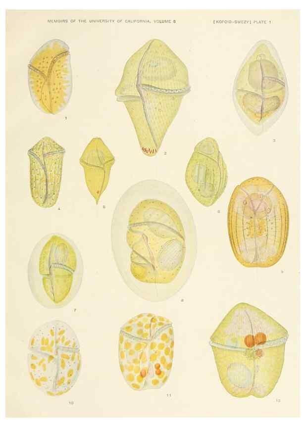 Reproducción/Reproduction 37565373356: The free-living unarmored dinoflagellata /. Berkeley, Calif.University of California Press1921. 